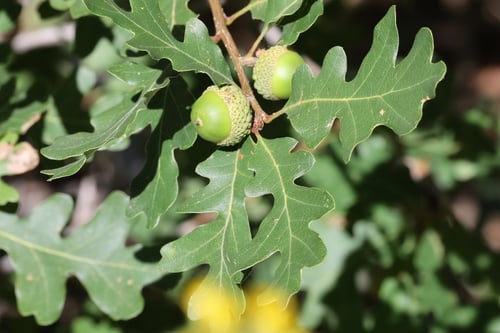 Quercus gambelii