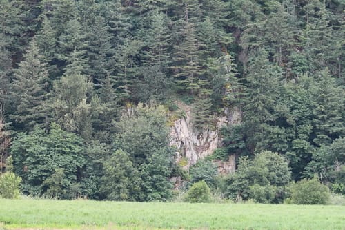 Quercus garryana