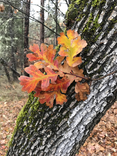 Quercus garryana var. semota