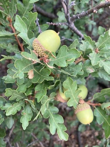 Quercus garryana var. semota (Oregon white oak) — photo