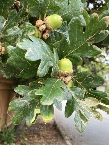Quercus garryana (Oregon Oak) — photo