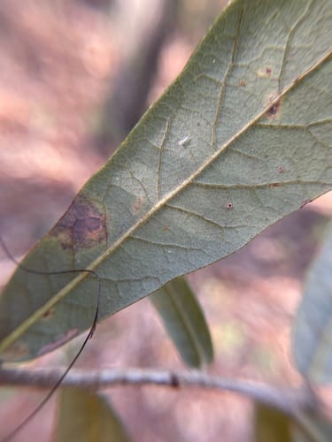 Quercus geminata (Sand live oak) — photo