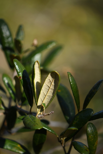 Quercus geminata