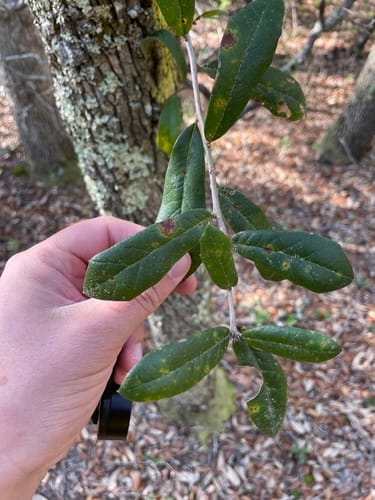Quercus geminata (Sand live oak) — photo