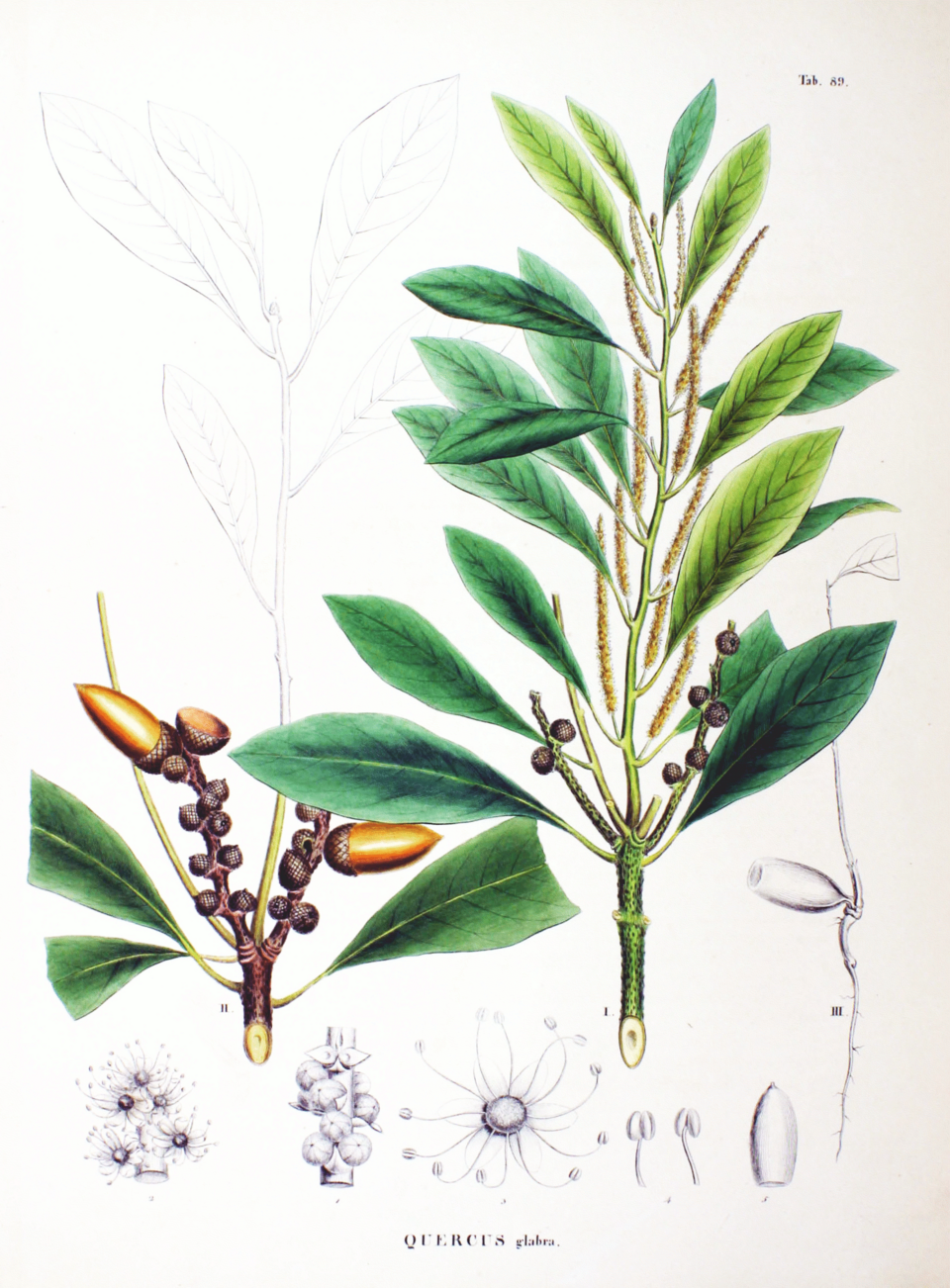 Quercus glabra