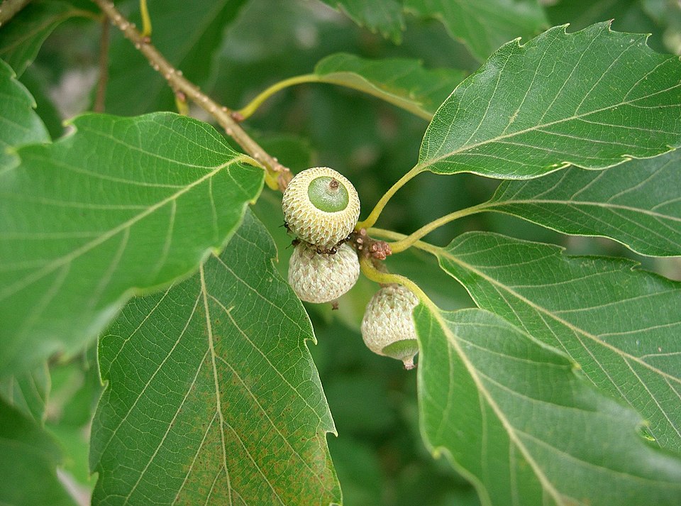 Quercus glandulifera