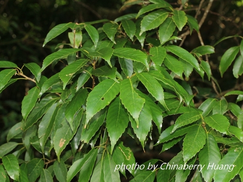 Quercus glauca (White Shin Oak) — photo