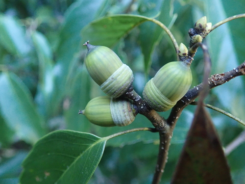 Quercus glauca (White Shin Oak) — photo