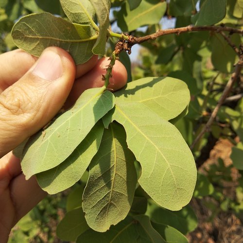 Quercus glaucoides — photo