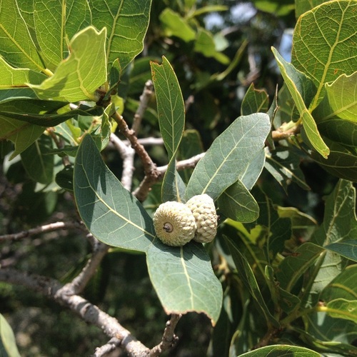 Quercus glaucoides