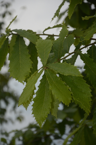 Quercus griffithii — photo