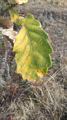 Quercus griffithii — photo