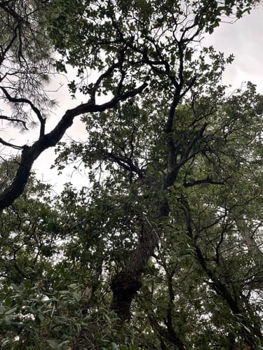 Quercus grisea (Mexican blue oak) — photo