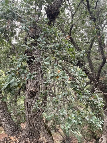 Quercus grisea (Mexican blue oak) — photo