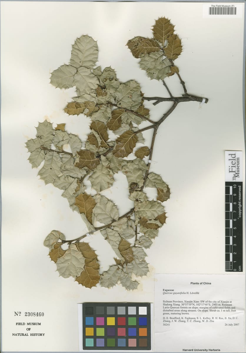 Quercus guyavifolia — photo