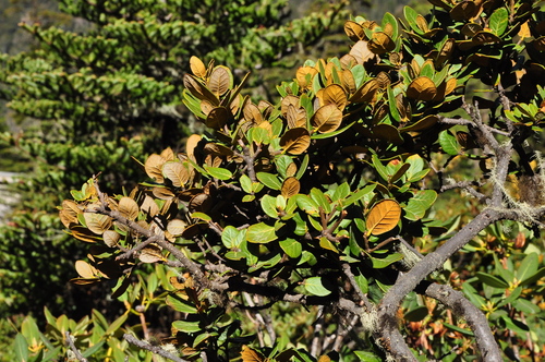 Quercus guyavifolia