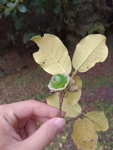 Quercus guyavifolia — photo