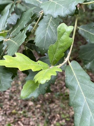 Quercus hispanica (Lucombe oak) — photo