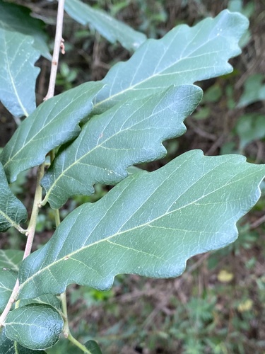 Quercus hispanica (Lucombe oak) — photo