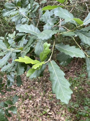 Quercus hispanica