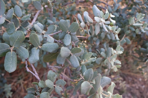 Quercus ilex (Holm oak) — photo