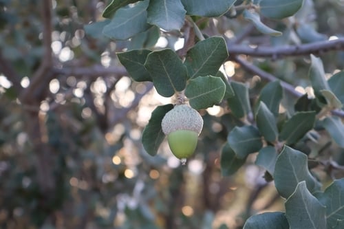 Quercus ilex
