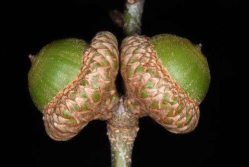 Quercus imbricaria (Shingle oak) — photo