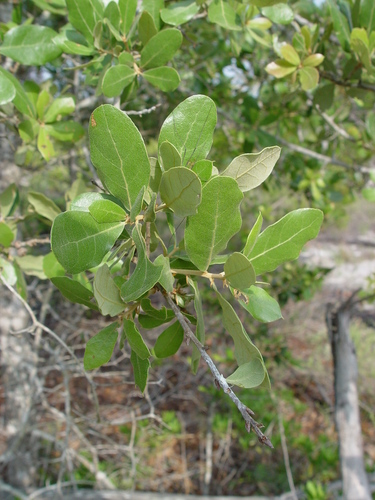 Quercus incana (Ban oak) — photo