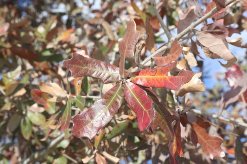 Quercus incana