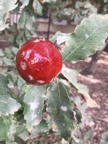 Quercus infectoria (Aleppo oak) — photo