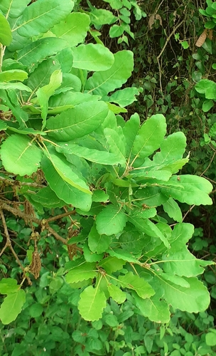 Quercus infectoria subsp. veneris (Valanidia) — photo