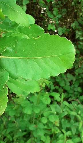 Quercus infectoria subsp. veneris (Valanidia) — photo