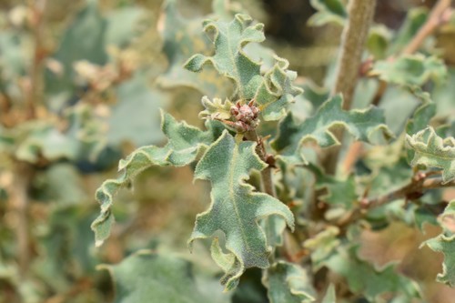 Quercus infectoria subsp. veneris