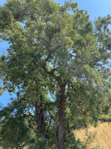Quercus infectoria