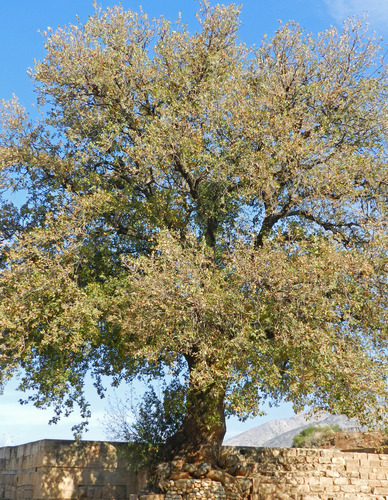 Quercus ithaburensis subsp. macrolepis (Valonia oak) — photo