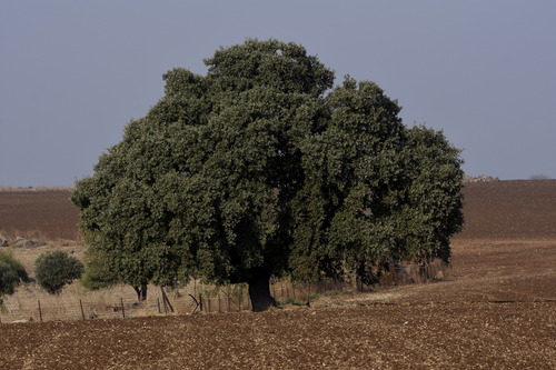 Quercus ithaburensis subsp. macrolepis