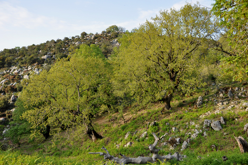 Quercus ithaburensis (Mt Tabor Oak) — photo