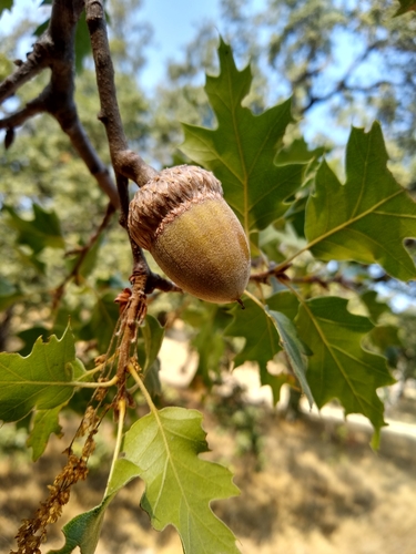 Quercus kelloggii (California Black Oak) — photo
