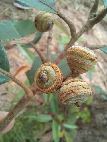 Quercus kerrii — photo