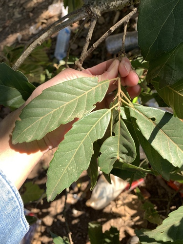 Quercus kerrii — photo