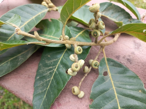Quercus kerrii