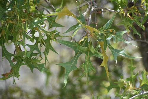 Quercus laevis (American turkey oak) — photo