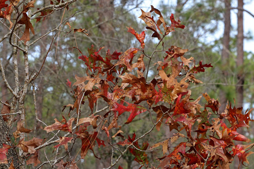 Quercus laevis (American turkey oak) — photo