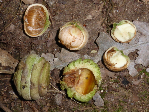 Quercus lamellosa — photo