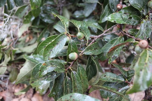 Quercus laurina — photo