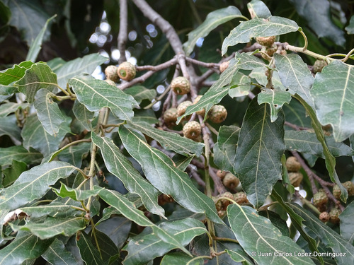 Quercus laurina