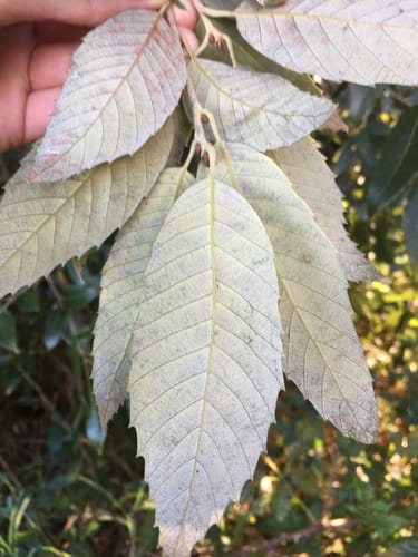 Quercus leucotrichophora (Bluejack Oak) — photo