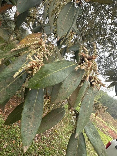 Quercus leucotrichophora (Bluejack Oak) — photo
