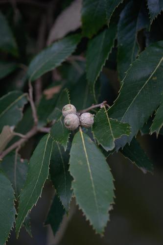 Quercus leucotrichophora