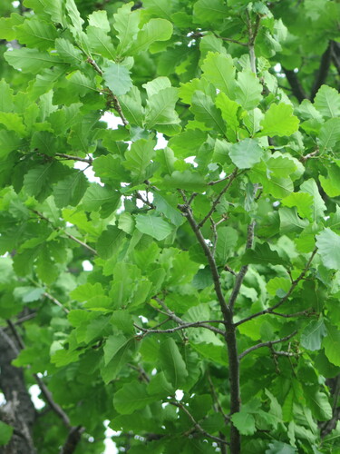 Quercus liaotungensis — photo